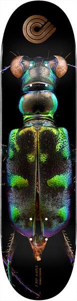 Powell Biss Tiger Beetle Deck 8.25 Sale