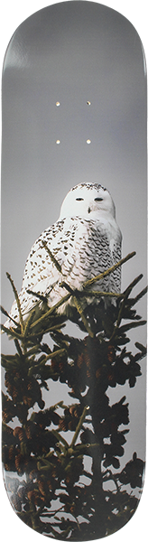 All I Need Trembley Snow Owl Deck 8.1 Sale