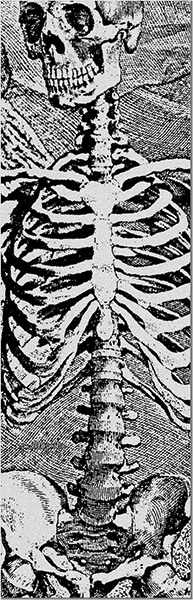 Powell Grip Sheet 10.5X33 Sas Skeleton Clear